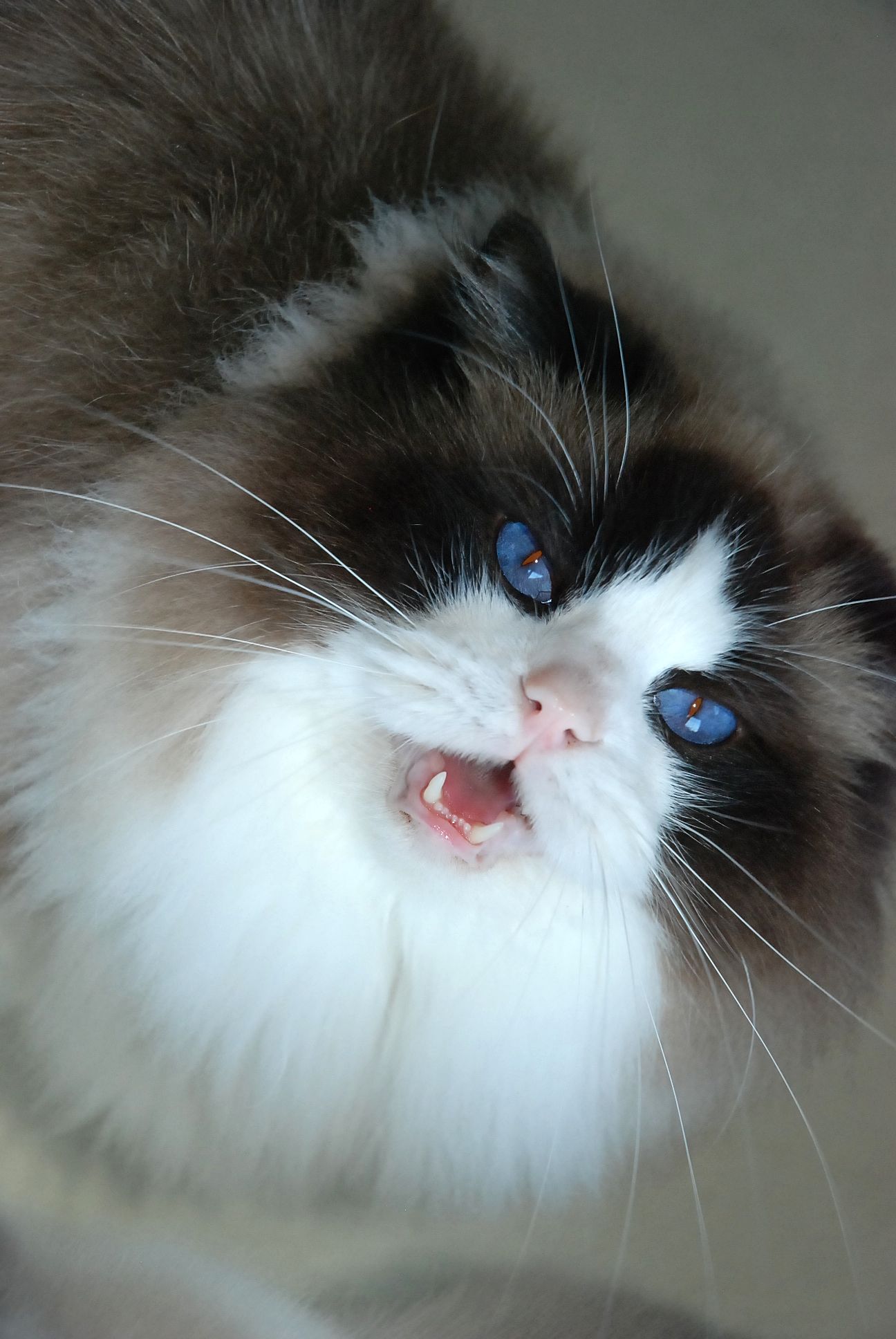 ARIOKKIERAGS RAGDOLL