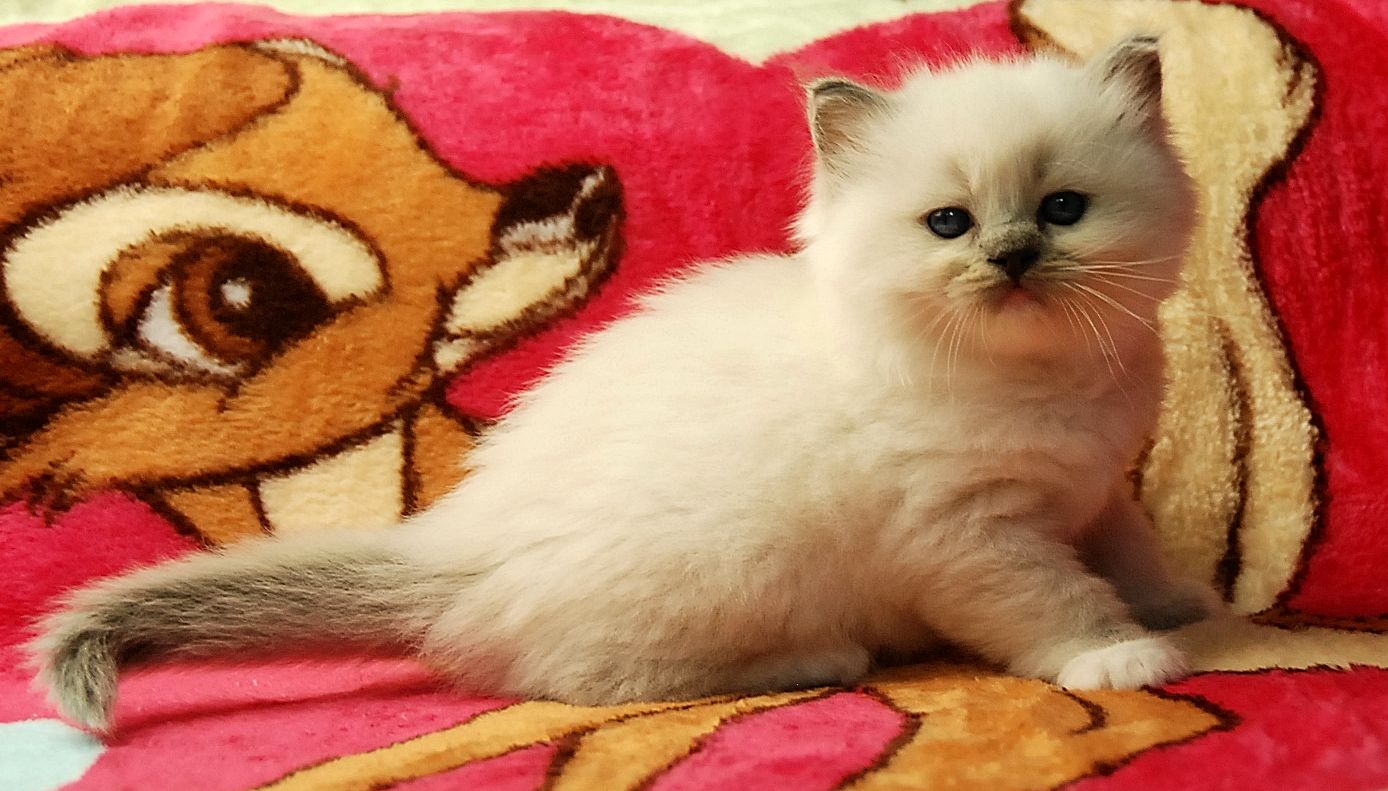 ARIOKKIERAGS RAGDOLL