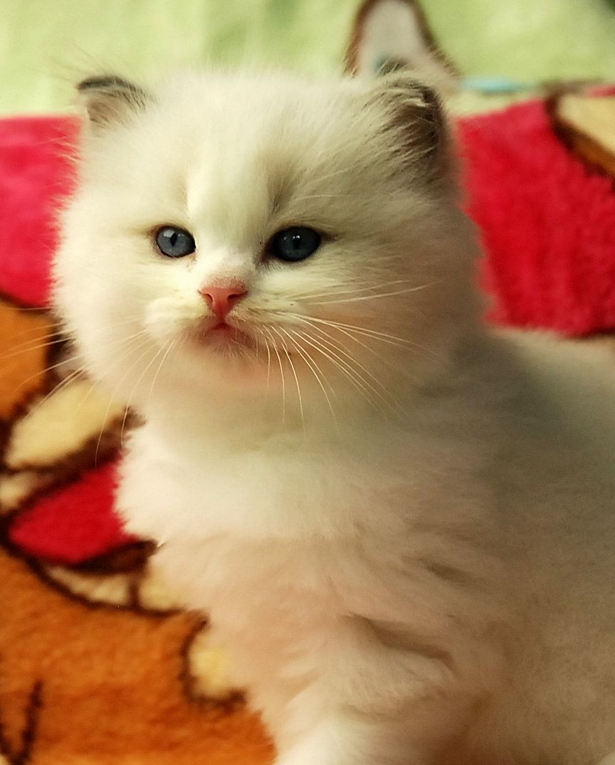 ARIOKKIERAGS RAGDOLL