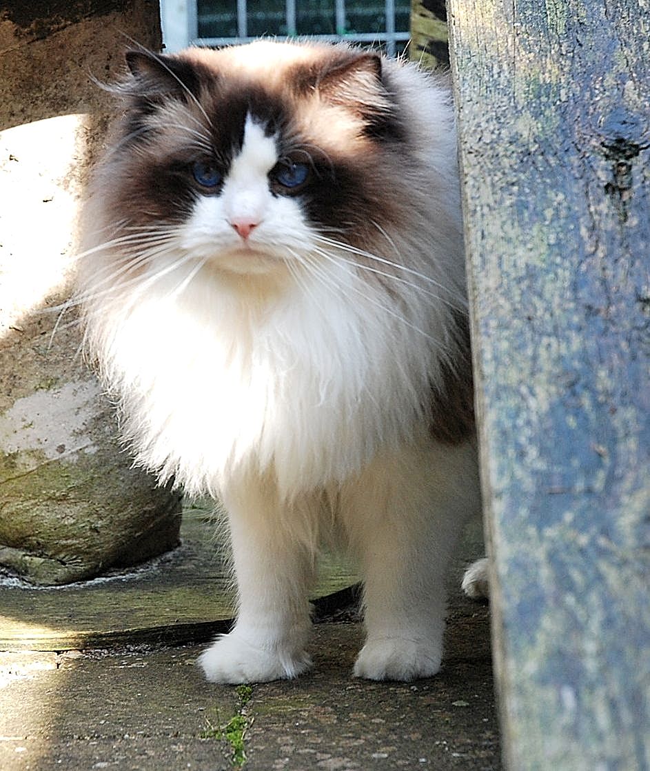ARIOKKIERAGS RAGDOLL