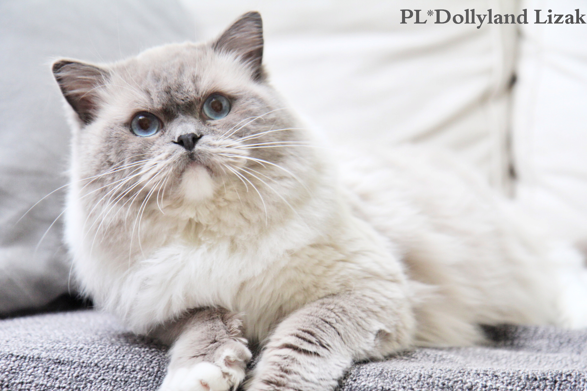 ARIOKKIERAGS RAGDOLL