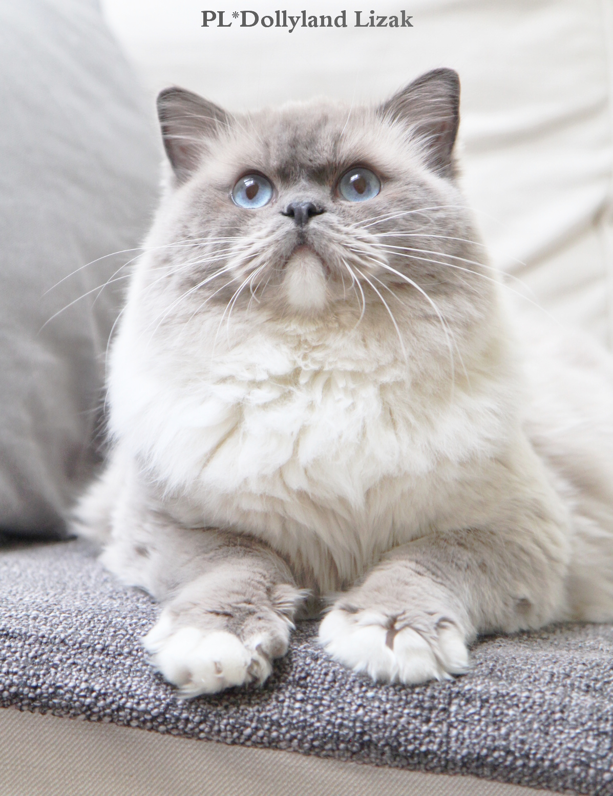 ARIOKKIERAGS RAGDOLL