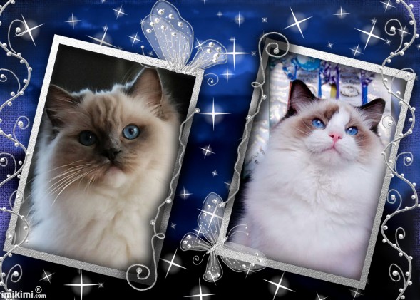ragdoll kittens