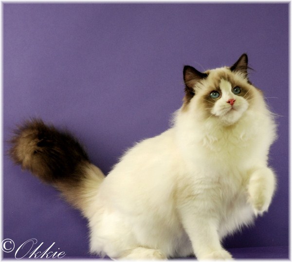 Seal point bicolor ragdoll