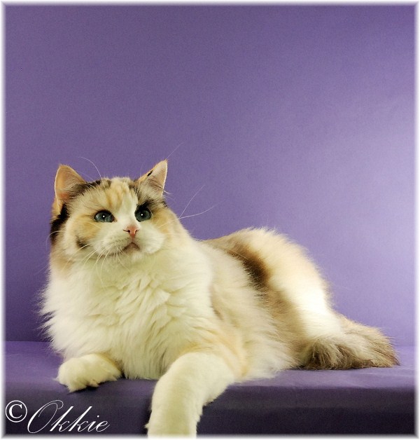 seal tortie bicolor ragdoll