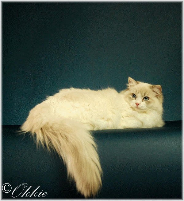 blue tabby point bicolor ragdoll